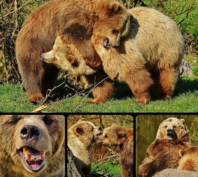 from Pixabay bear-Image by Here 